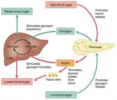 What Affects Glucose Levels