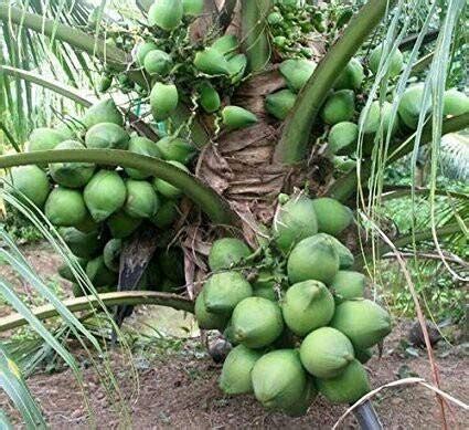 HYBRID DWARF GREEN COCONUT PLANTS : Amazon.in: Garden & Outdoors