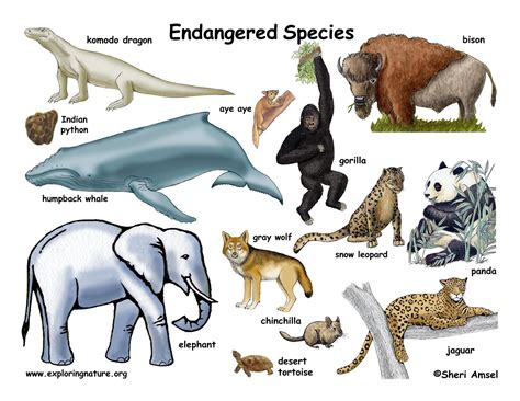 Endangered Species Wallpaper | High Definition Wallpapers, High ...