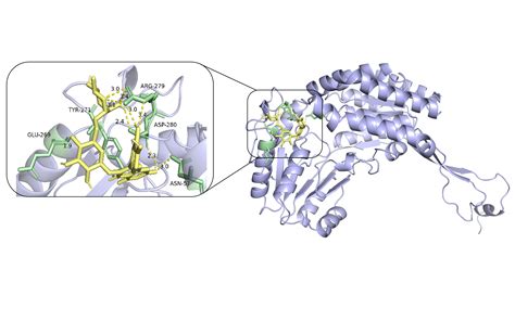 PyMOL Structure Alignment 的图像结果
