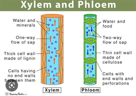 Xylem and phloem diagram - Brainly.in