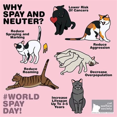 Why spaying and neutering is important – Artofit