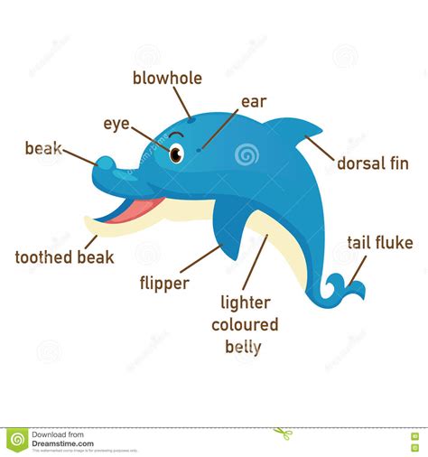 海豚身体的词汇量零件的例证 向量例证. 插画 包括有 - 73214710