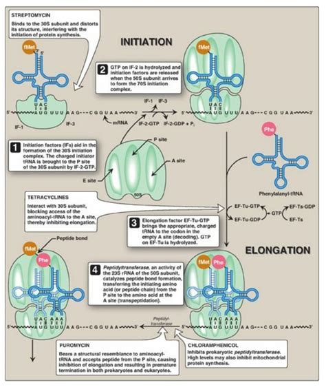 Image result for Protein Synthesis Process Steps