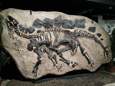 Stegosaurus - Colorado State Fossil | Sweet Home Colorado | Pinterest | Fossils, Dinosaur ...