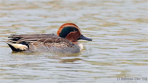 Birds of India - Common Teal - Anas crecca - Anatidae - Anseriformes ...