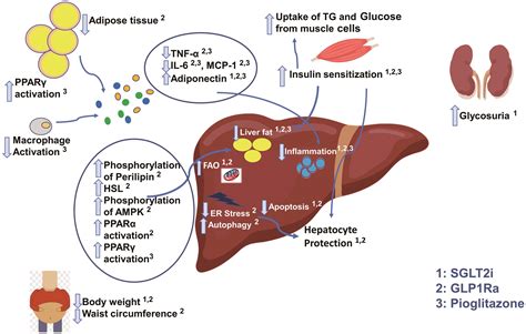Pharmacotherapy for Non-alcoholic Fatty Liver Disease Associated with Diabetes Mellitus Type 2