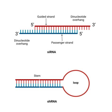 shRNA (Short-hairpin RNA) Structure, Definition, Mechanism - Biology Notes Online