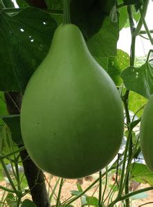 Avysa Round Bottle Gourd, Ghiya Seed Price in India - Buy Avysa Round ...
