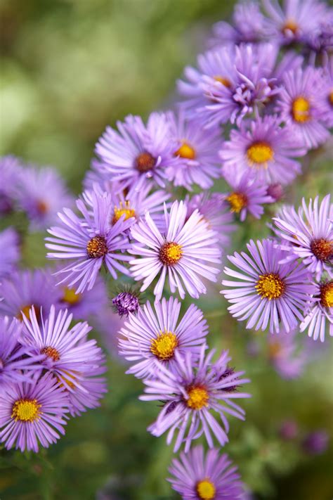 16 Colorful Perennial Flowers for Spring-to-Fall Blooms