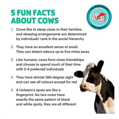 Some fun facts about our favourite... - The Udder Brother