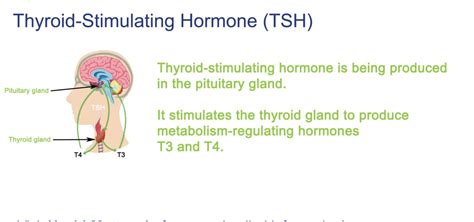 Image result for TSH