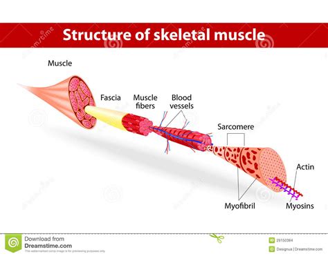 骨骼肌结构 向量例证. 插画 包括有 疾病, 纤维, 科学, 条纹, 模式, 生活, 电池, 附庸风雅, 要素 - 29150384