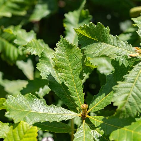 Shop Swamp Chestnut Oak Tree for Sale | Perfect Plants