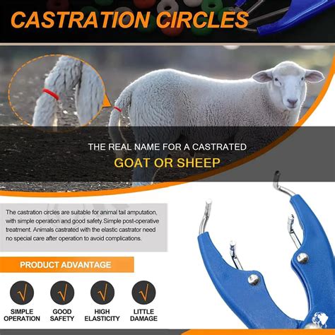 The Real Name For A Castrated Goat Or Sheep | PetShun