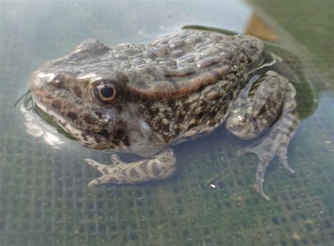 Gopher Frog on articial lily pad Edenton NFH2021Credit Jimmie Garth.JPG ...