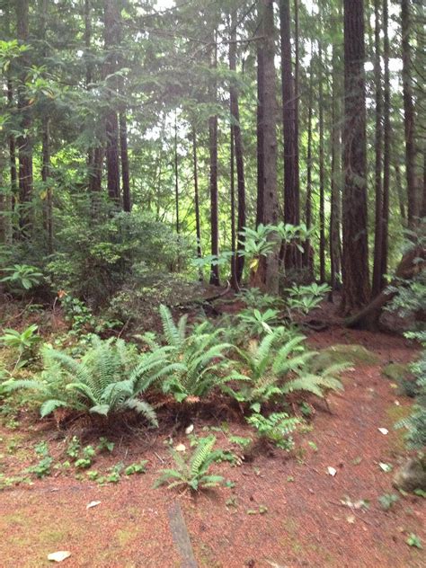 SEAL ROCK CAMPGROUND - Updated 2025 Reviews (Olympic National Park, WA)