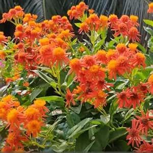 Wynorg Mexican Flame Vine - aka Ooty Daisy, adds Vibrant Color to Your ...