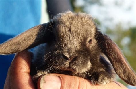 Zwergwidder und Farbenzwerg Nachwuchs bei Nibufa noch Frei auch in ...