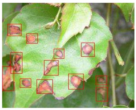 Buckwheat Disease Recognition Based on Convolution Neural Network