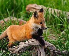 Image result for Cutest Baby Fox in the World