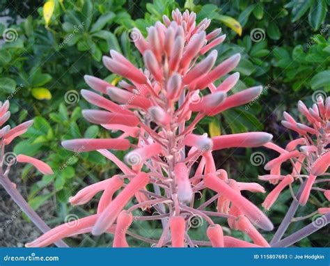 Pink and Grey Aloe Plant Flowers Stock Image - Image of exposed, field ...