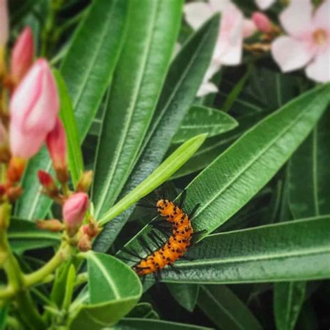 Oleander Caterpillars: What They Are & What To Do About Them?