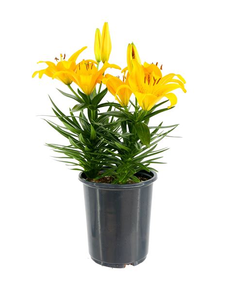 Asiatic Lily Full sun (6+ hours direct sun) Perennials at Lowes.com