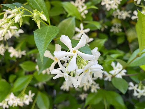 Star Jasmine - Plant Growing & Care Guide - Taite Floor