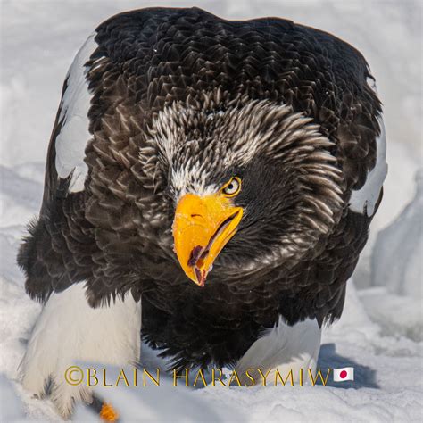 Steller’s Sea Eagles (Haliaeetus pelagicus) - Opportunistic Hokkaido ...