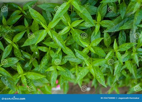 A Variety of Medicines are Prepared from Andrographis Paniculata Leaf or Kalmegh. Stock Photo ... - habitat of kalmegh