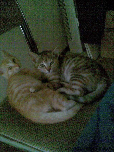 Verschenke schöne Hauskatzen in Regensburg | Tiere | Kleinanzeigen