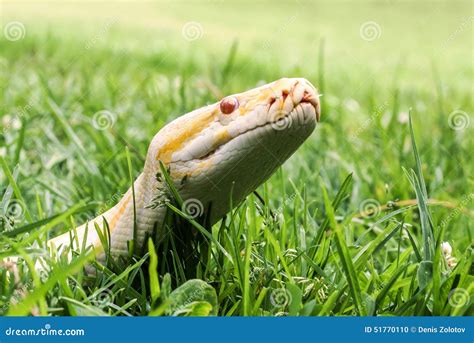 Albino Python 的图像结果