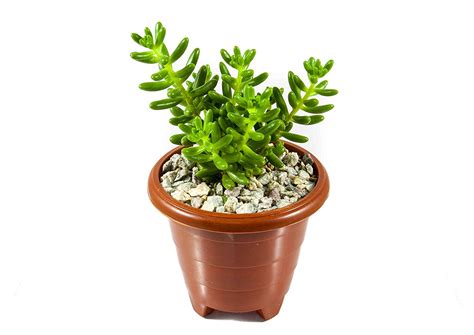 CactusLab - Sedum Pachyphyllum (Succulent Live Plant) : Amazon.in ...