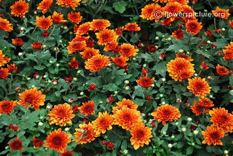 204 th Lalbagh flower show august 2016 photos-70th independence day ...