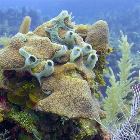 Image result for Alien Coral Theme