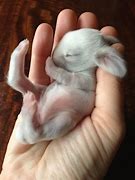 Image result for Cute Baby Bunny with Carrot
