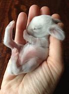 Image result for Super Duper Cute Baby Bunnies