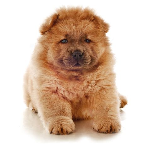 The Ultimate Dog Breed Guide by Size | EntirelyPets