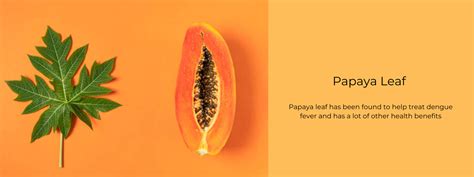 Papaya Leaf – Health Benefits, Uses and Important Facts - PotsandPans India