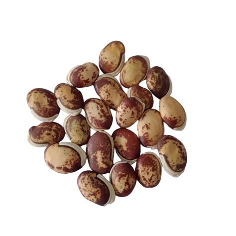 Buy Field Beans (Vari Mochai) seeds online | Crisp, Organic seeds ...