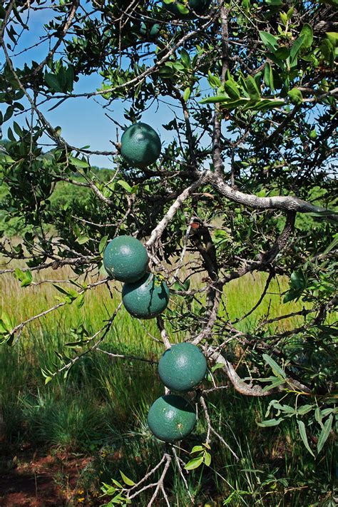 Green Monkey Orange Fruit On Tree Free Stock Photo - Public Domain Pictures