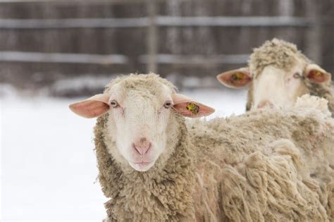 Moutons sur la neige photo stock. Image du ouatine, agricole - 37677664