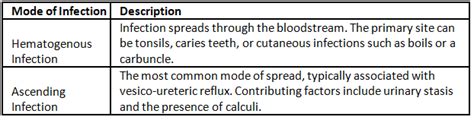 Acute pyelonephritis - Medical Science Optional Notes for UPSC PDF Download