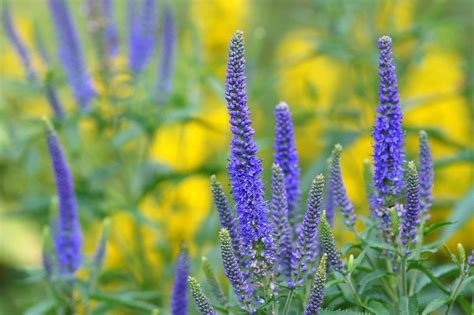 22 Best Deer-Resistant Perennial Plants
