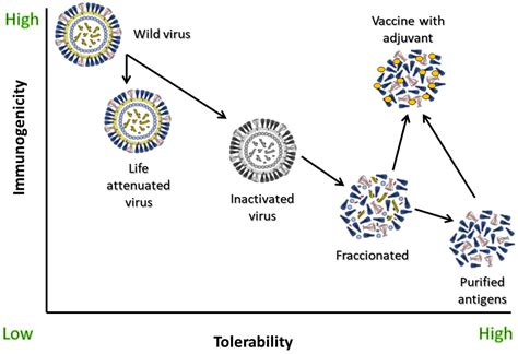 Adjuvants for COVID-19 Vaccines