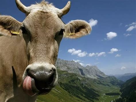 In 200 Years, Holy Cow Will Be The Largest Living Mammal Left On Earth