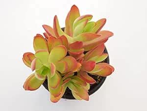 UGALOO | Crassula Capitella (Campfire Crassula) Succulent Live Plant ...