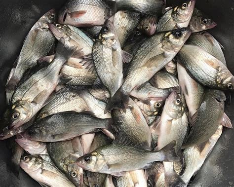 HOOK MASH CHARTER FISHING (2026) All You Need to Know BEFORE You Go ...