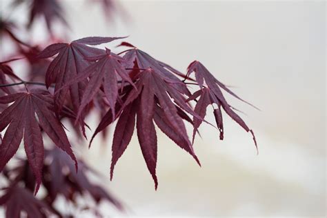 Plant, Red Leaves, Spring Free Stock Photo - Public Domain Pictures